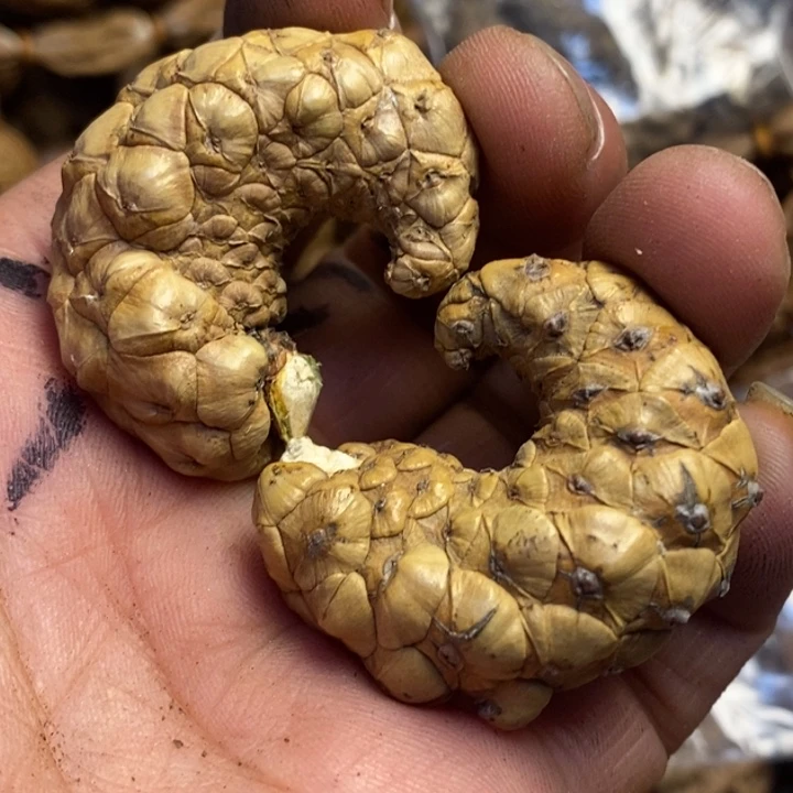 文玩核桃吊坠东北特产179