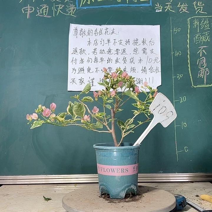 当前无花栽培后可以开花小斑叶丽人 109