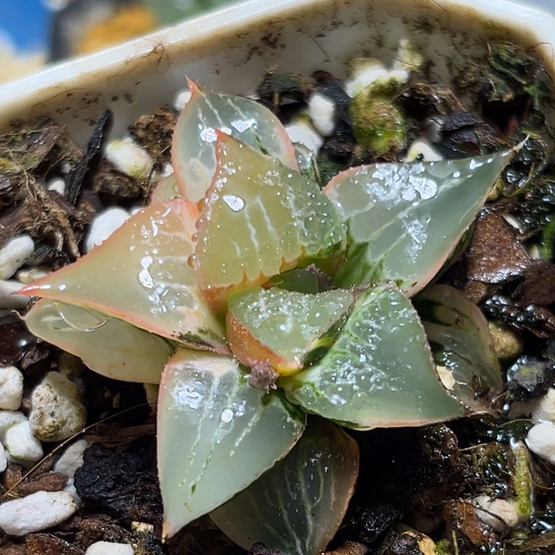 笑**尘恭喜发财大吉大利738