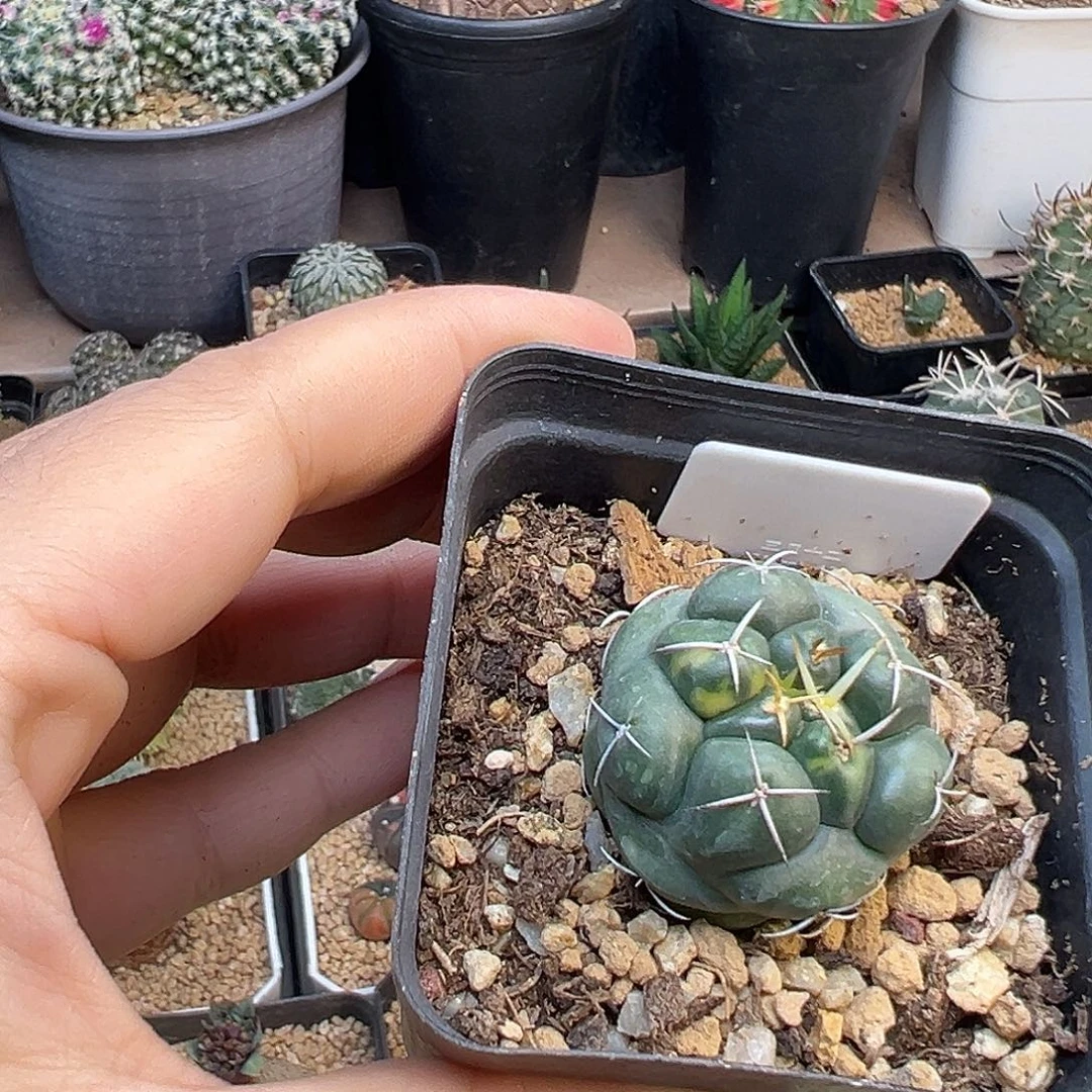 安宅象牙丸锦一颗