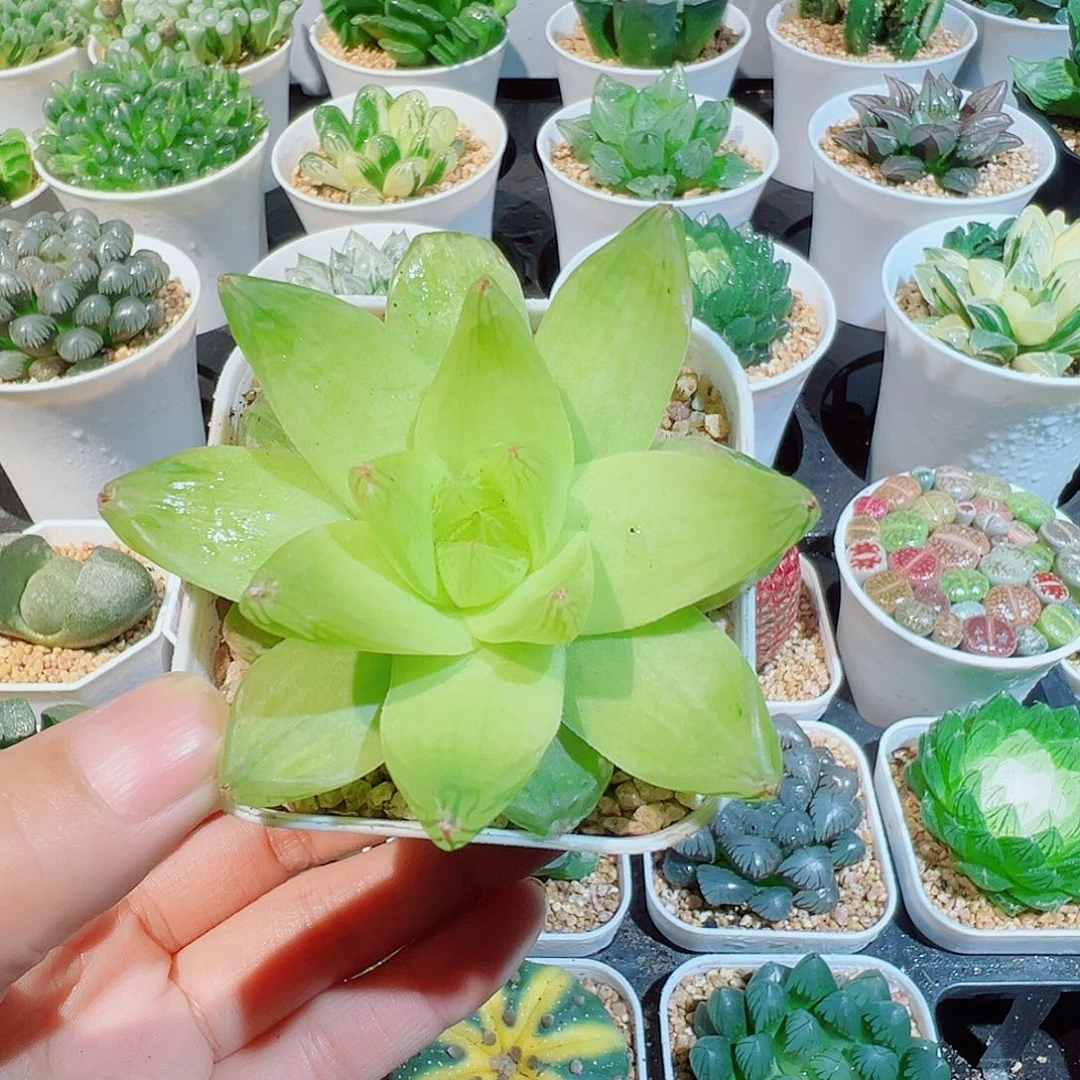 黄金菊王露多肉多