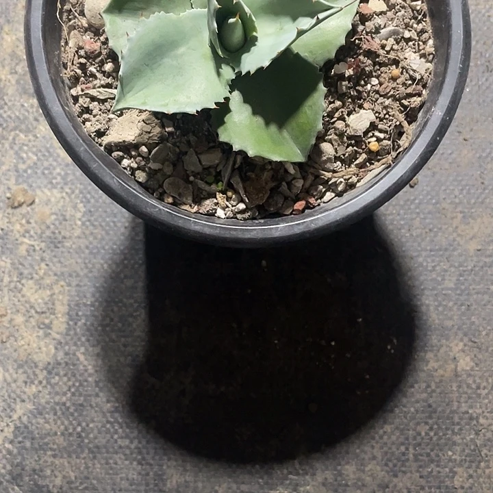 《***》无花朵龙舌兰绿色植物
