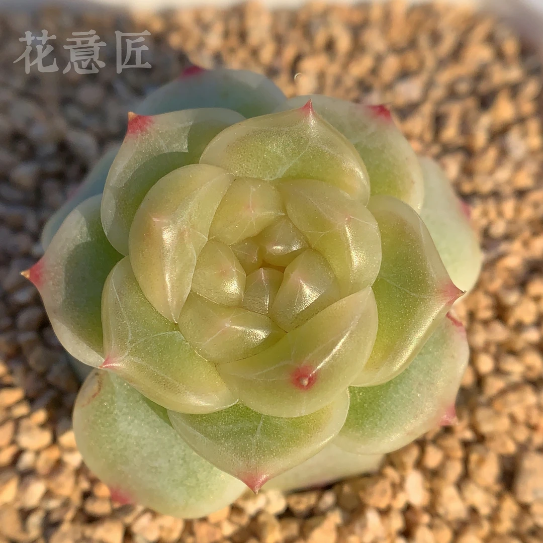 量拍链接1 小珍妮 花意匠多肉 12/31 多肉 加入购物车可看回放