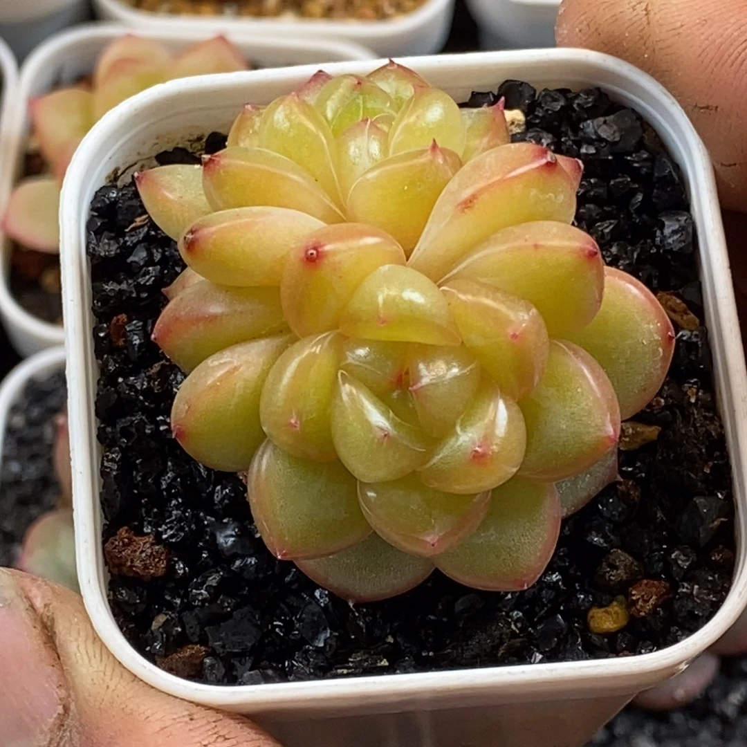 天官赐福百无禁忌