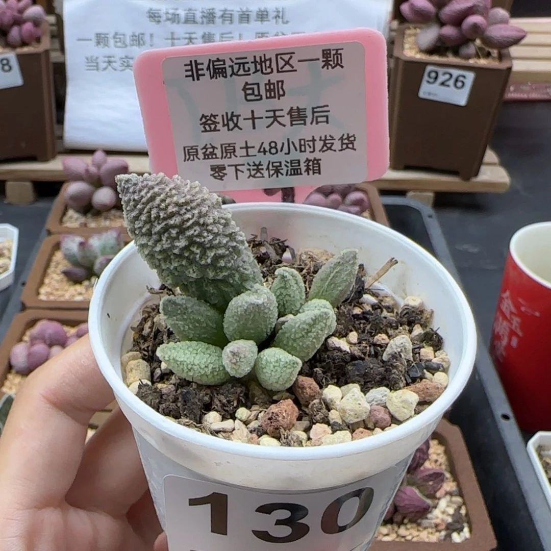 130冰魄多肉植物