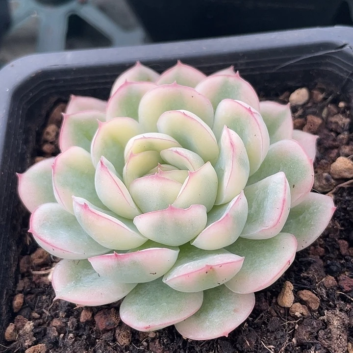 草莓冰锦。锦龙一物一拍