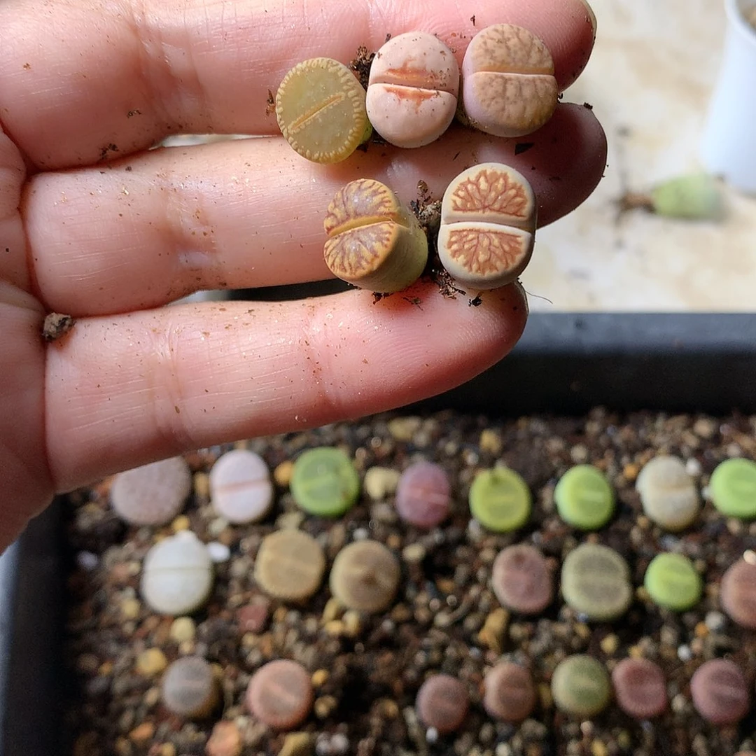 ?*?T202多肉植物保护