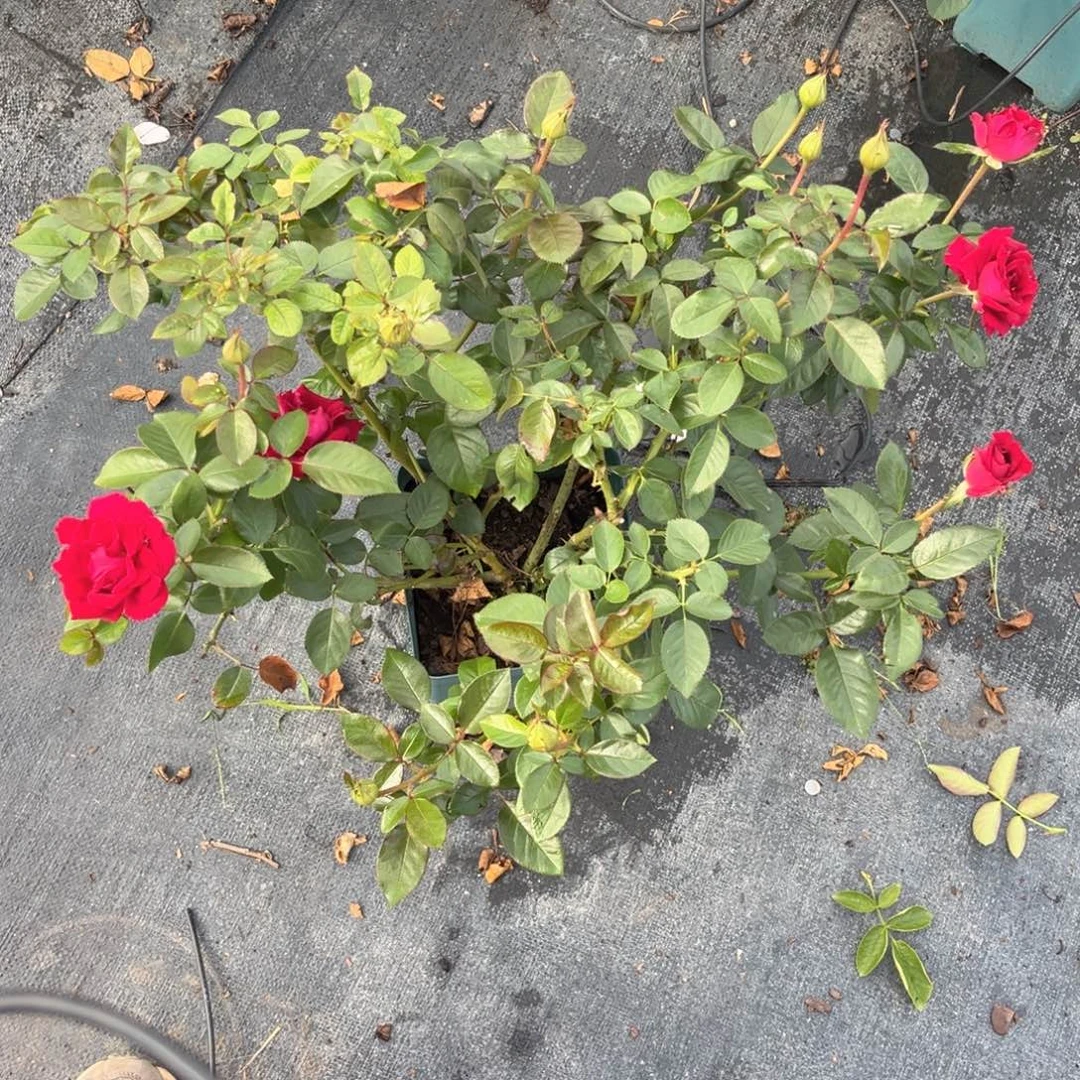 美人丽芙1.5加仑扦插