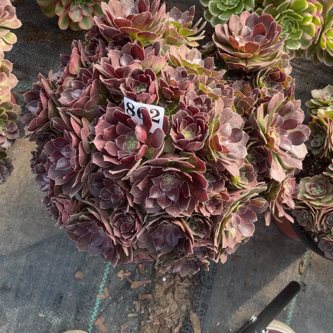 862精品法师荷兰玫瑰特价出不包损
