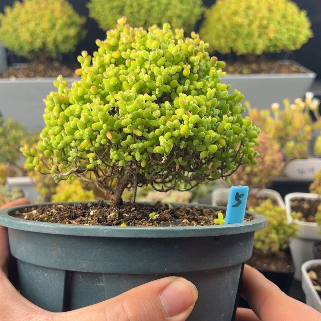 枝干番杏金桔糖球