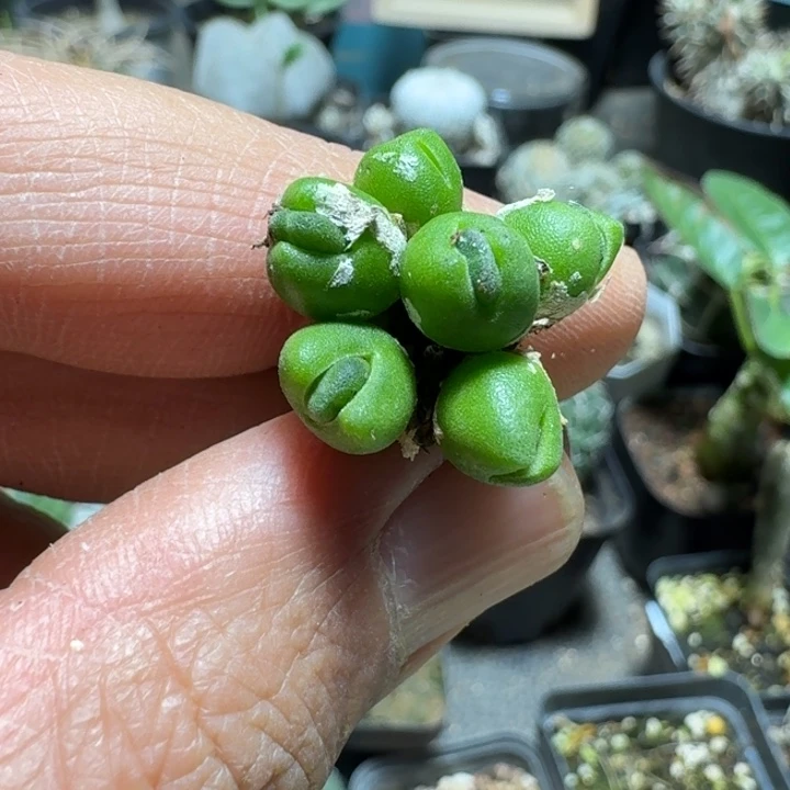 758胡桃玉脱土发货