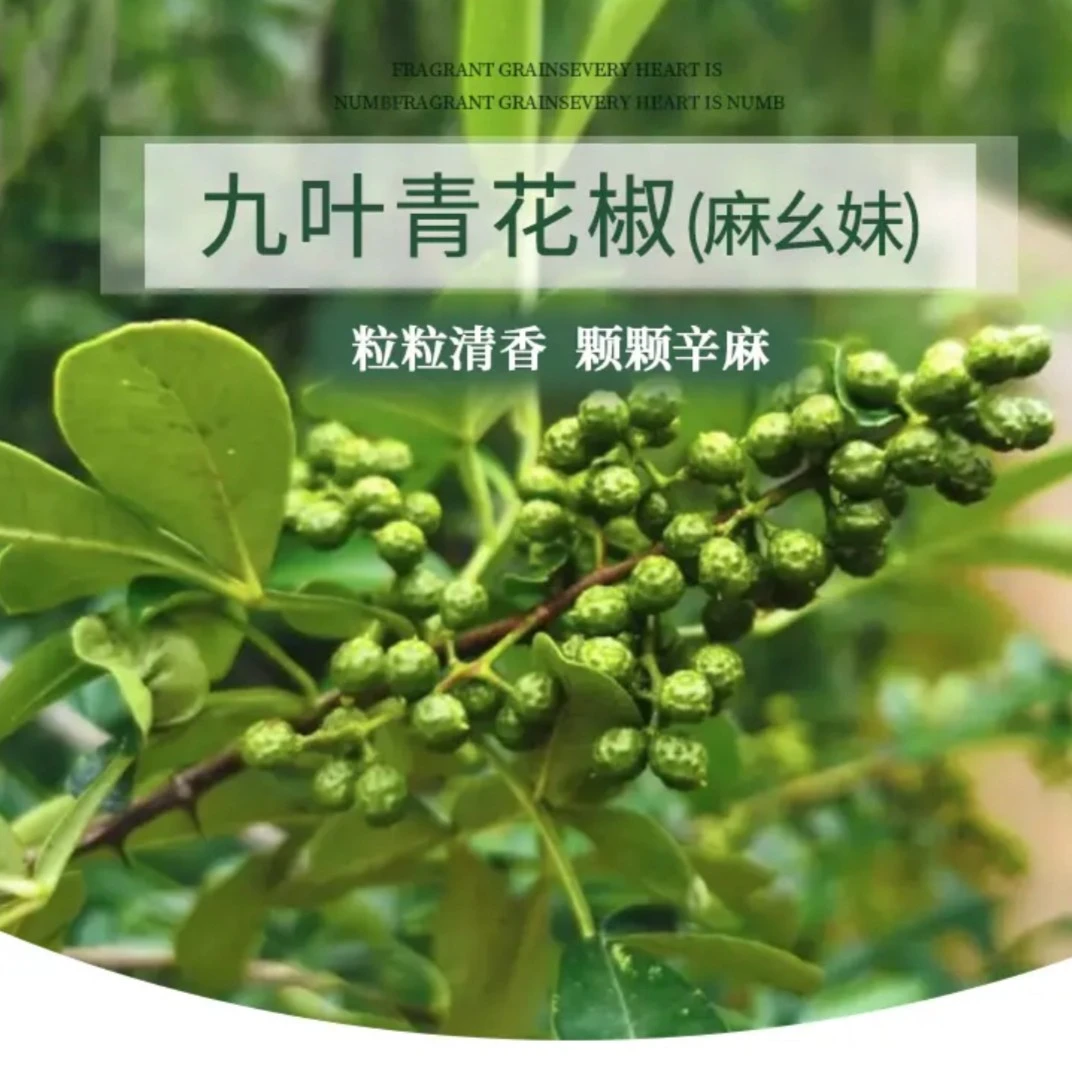 重庆九叶青花椒鲜花椒川菜必备特麻特辣保鲜发货当季新品现摘现发