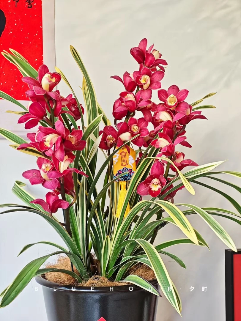 【金边大红袍】大花蕙兰年宵花基地直发