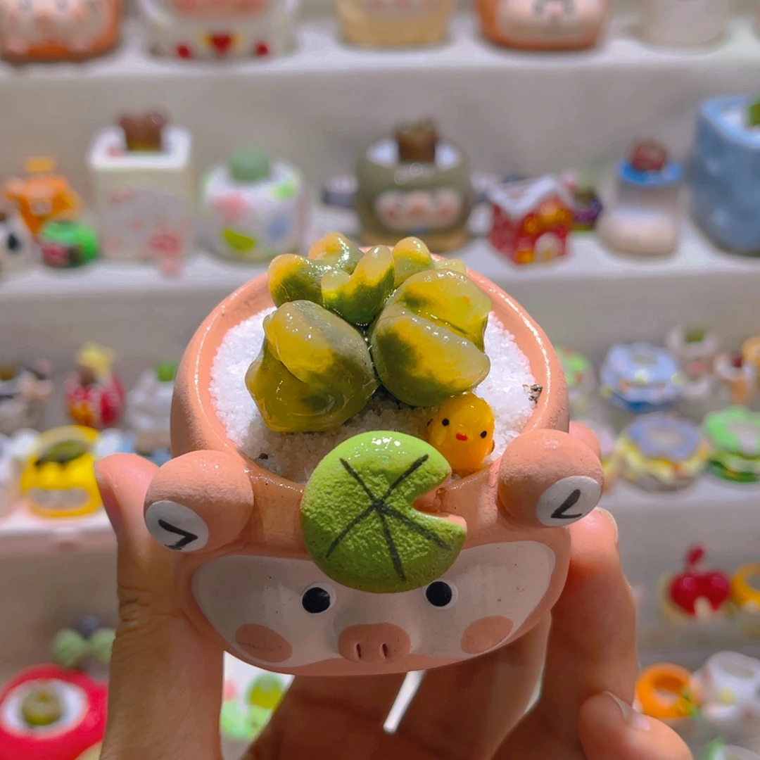 006毛汉尼群生带盆土一套68