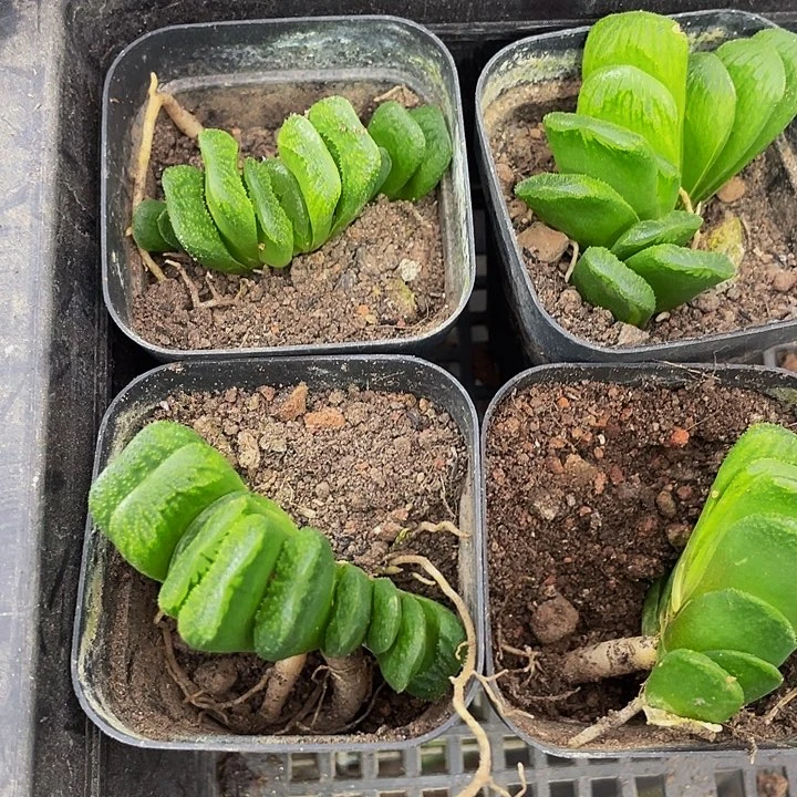 玉扇2.8带盆土发货