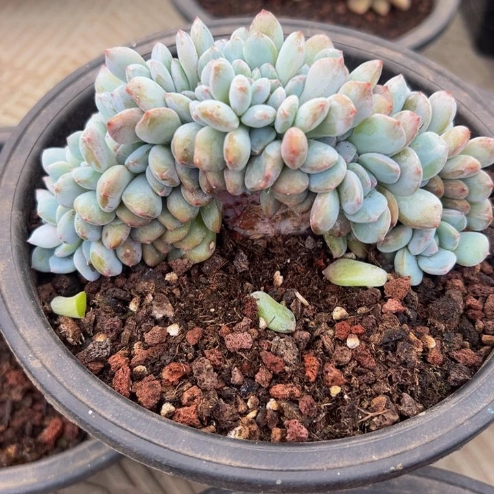 星影朵朵缀有底切