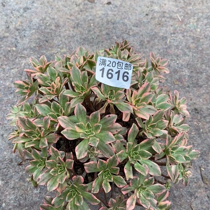 1616 甜茶法师多肉