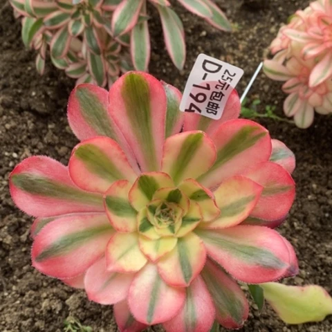 194嫁接爱丽丝满25包邮多肉