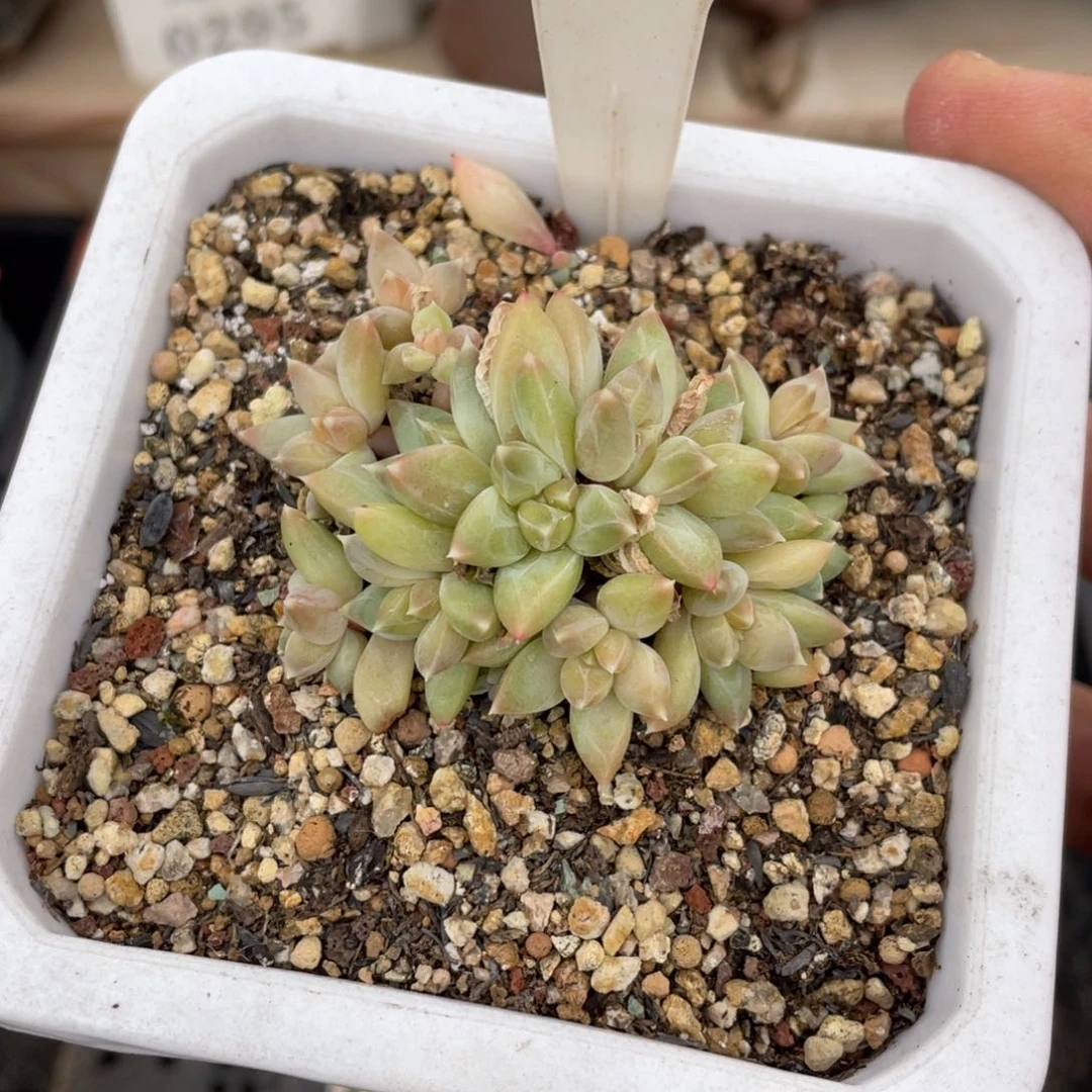 0149暗纹不带盆6厘米