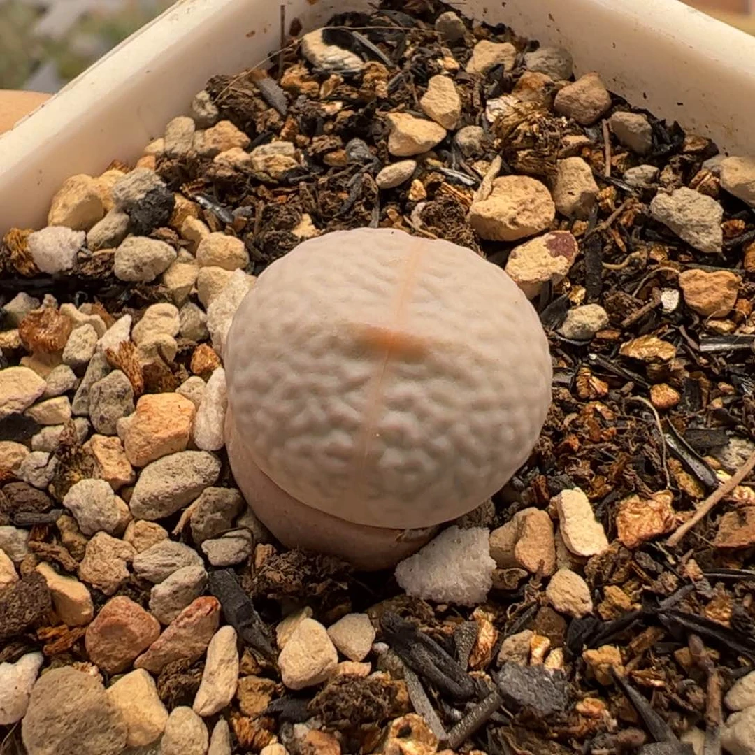 115多肉植物百科