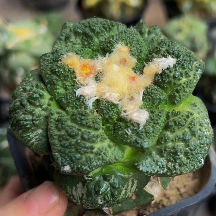 露***露无花朵大尤哥斯拉怒牡丹003