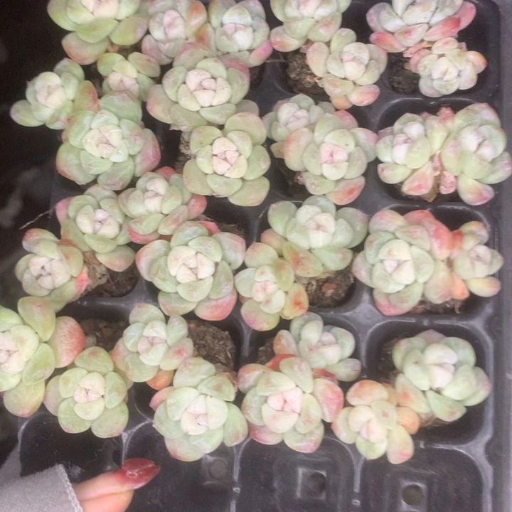 冰玉双10颗（满9.99包邮不满9.99发空盆）