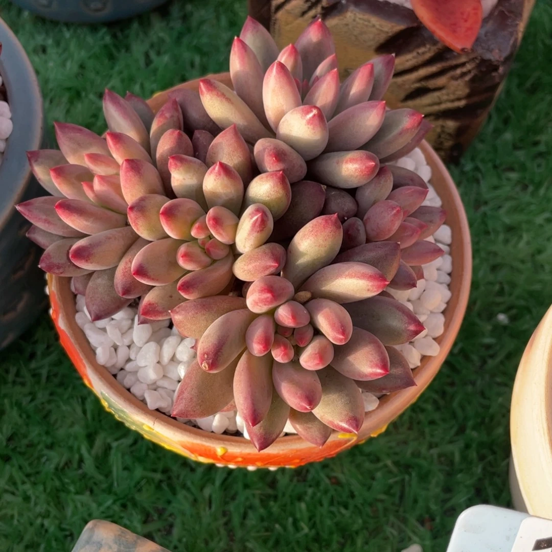 多肉植物盆栽多肉