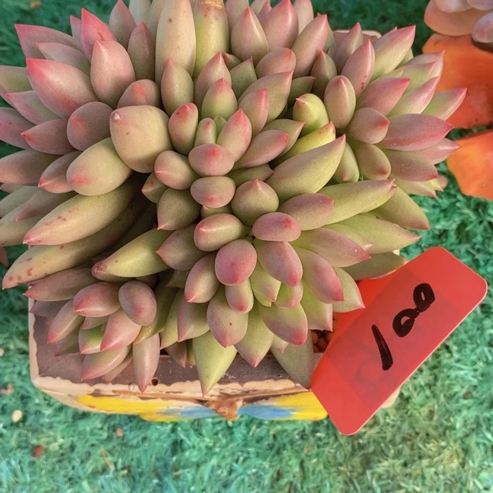 你说是谁在的呀怎么