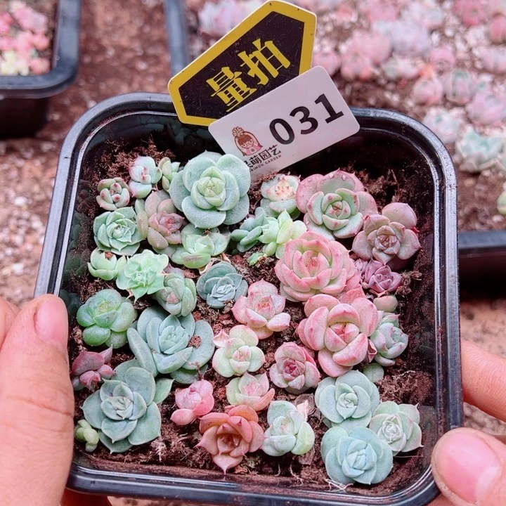 多肉植物多肉植物