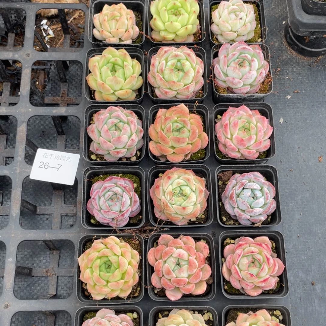 一物一拍18棵26-7