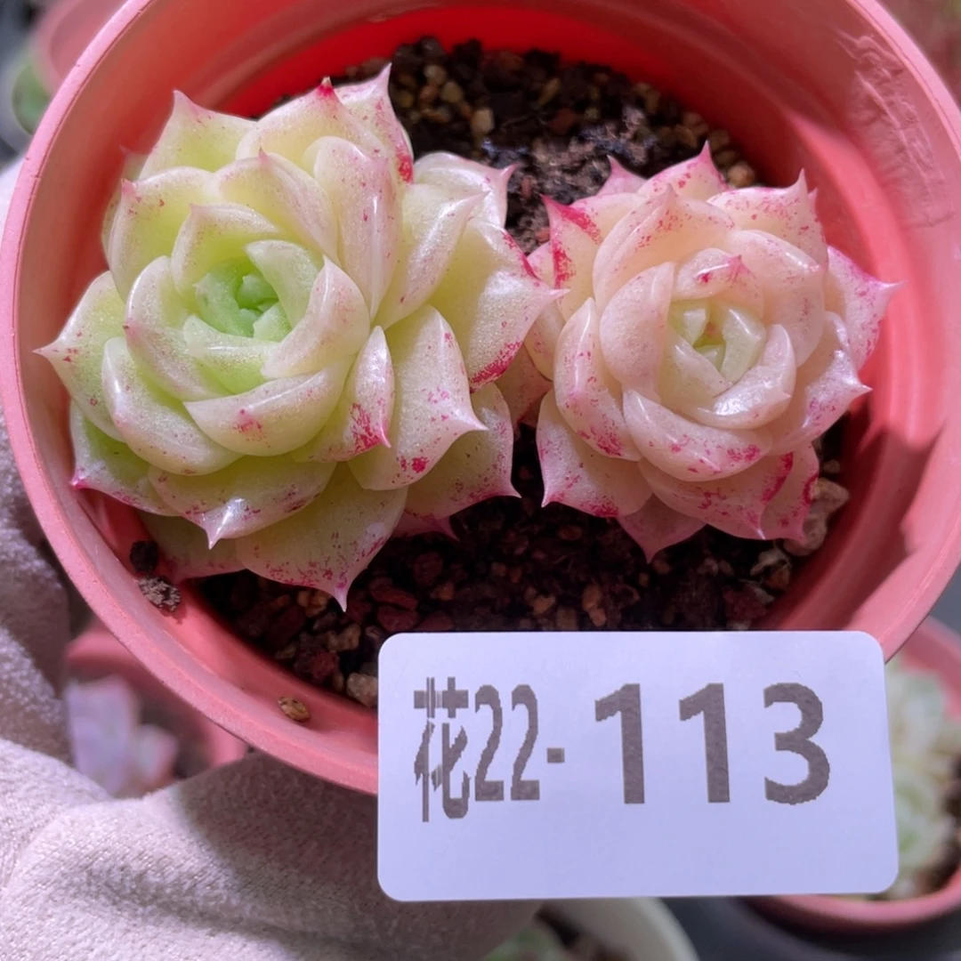 花利美22-113麦秆群