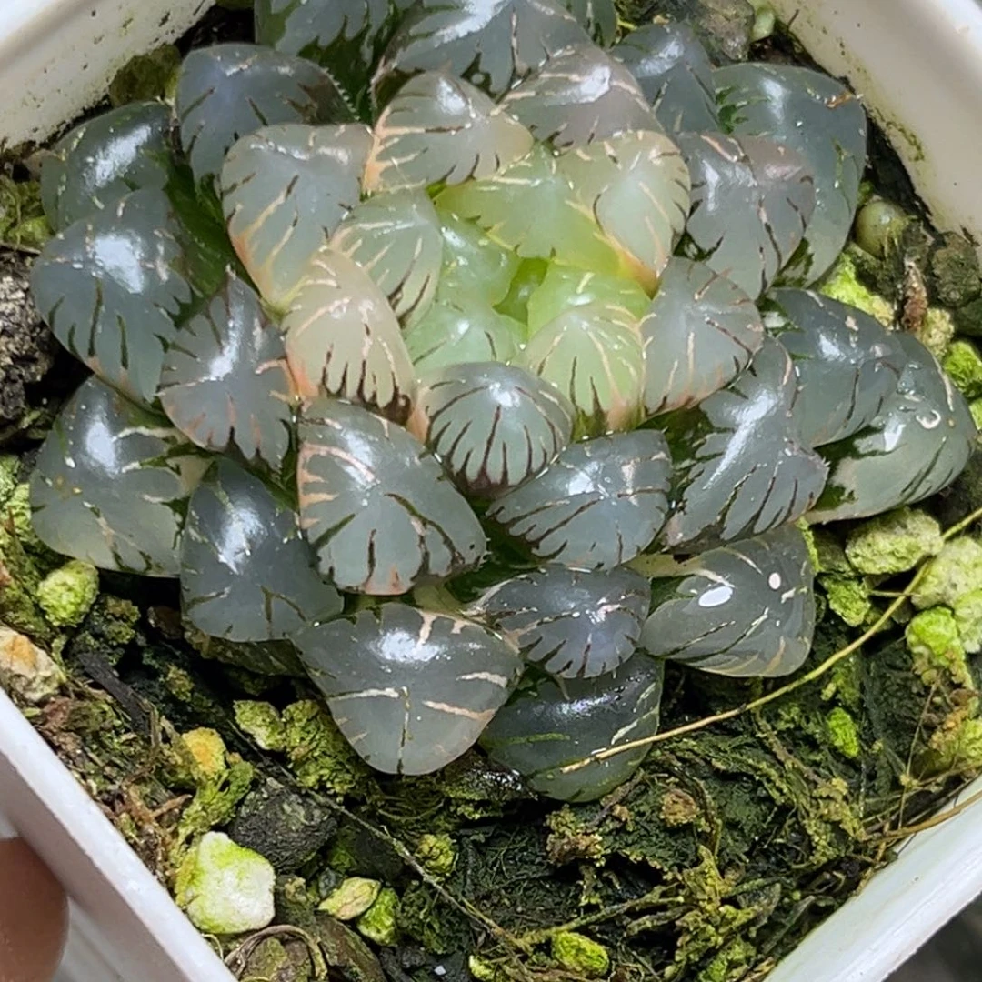 十二卷多肉植物1981大紫