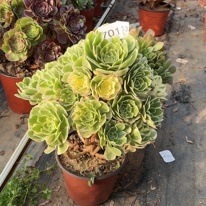 迈巴赫多肉植物不包损701