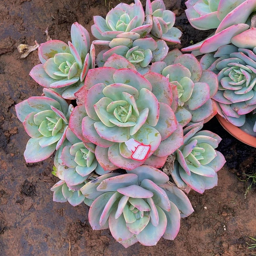 血凤36.8多肉群生砍过