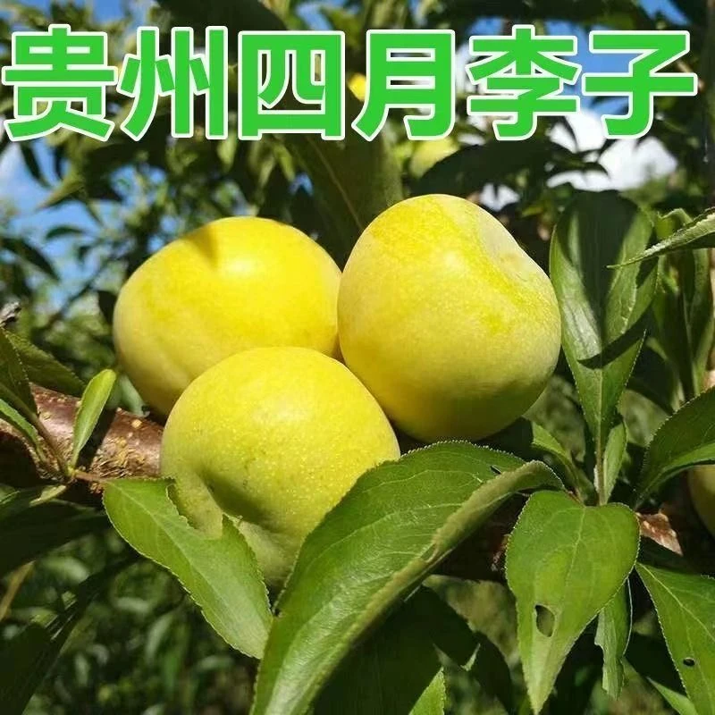 现摘现发贵州四月李新鲜应季水果脆甜脱骨酸甜可口3斤5斤顺丰发货