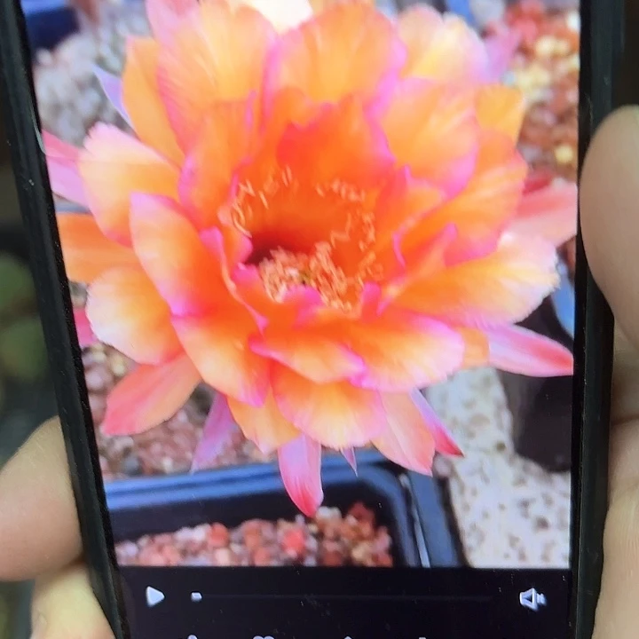 彩神彩侧牙20包邮仙人球8