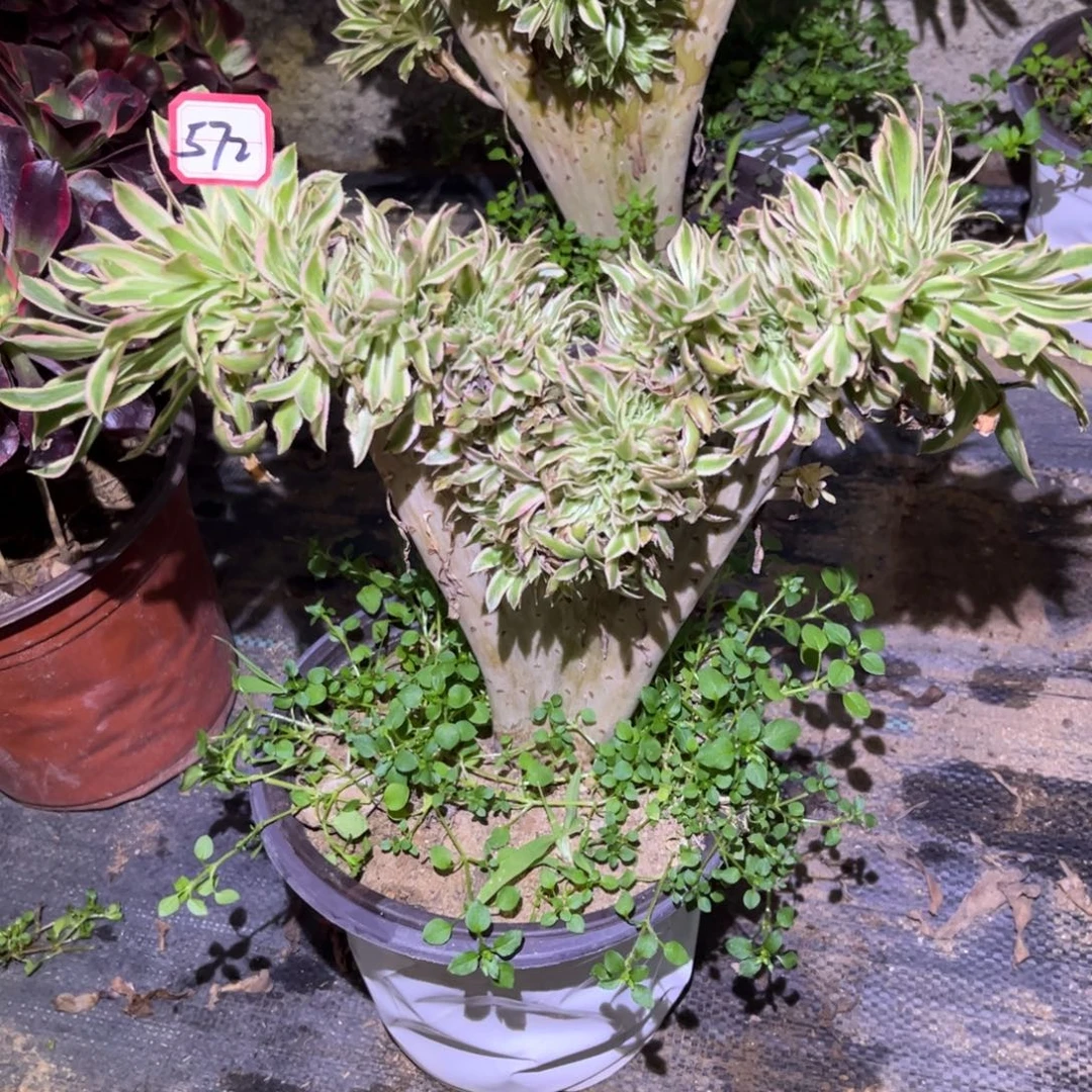 572多肉植物夕颜缀化