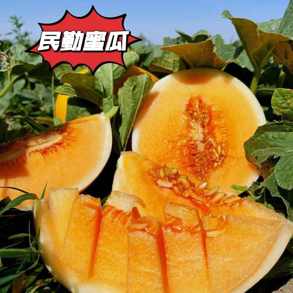 甘肃民勤沙漠蜜瓜头茬软糯香甜金红4.5/6/8斤坏果包赔