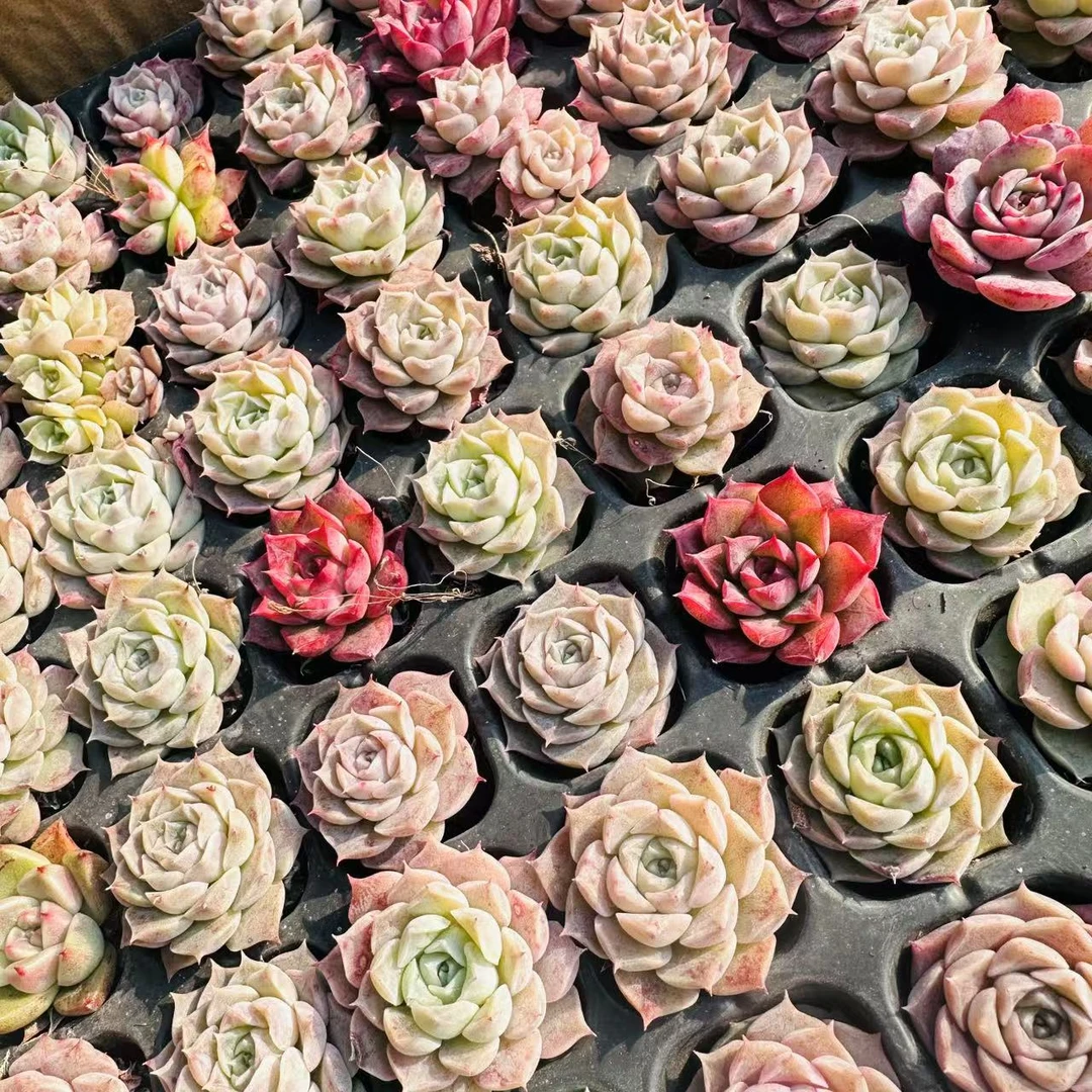 海螺姑娘一整盘128棵多肉  精品多肉0