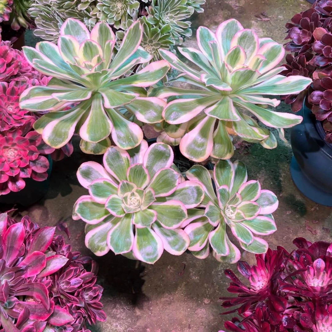 多肉植物燕姿135