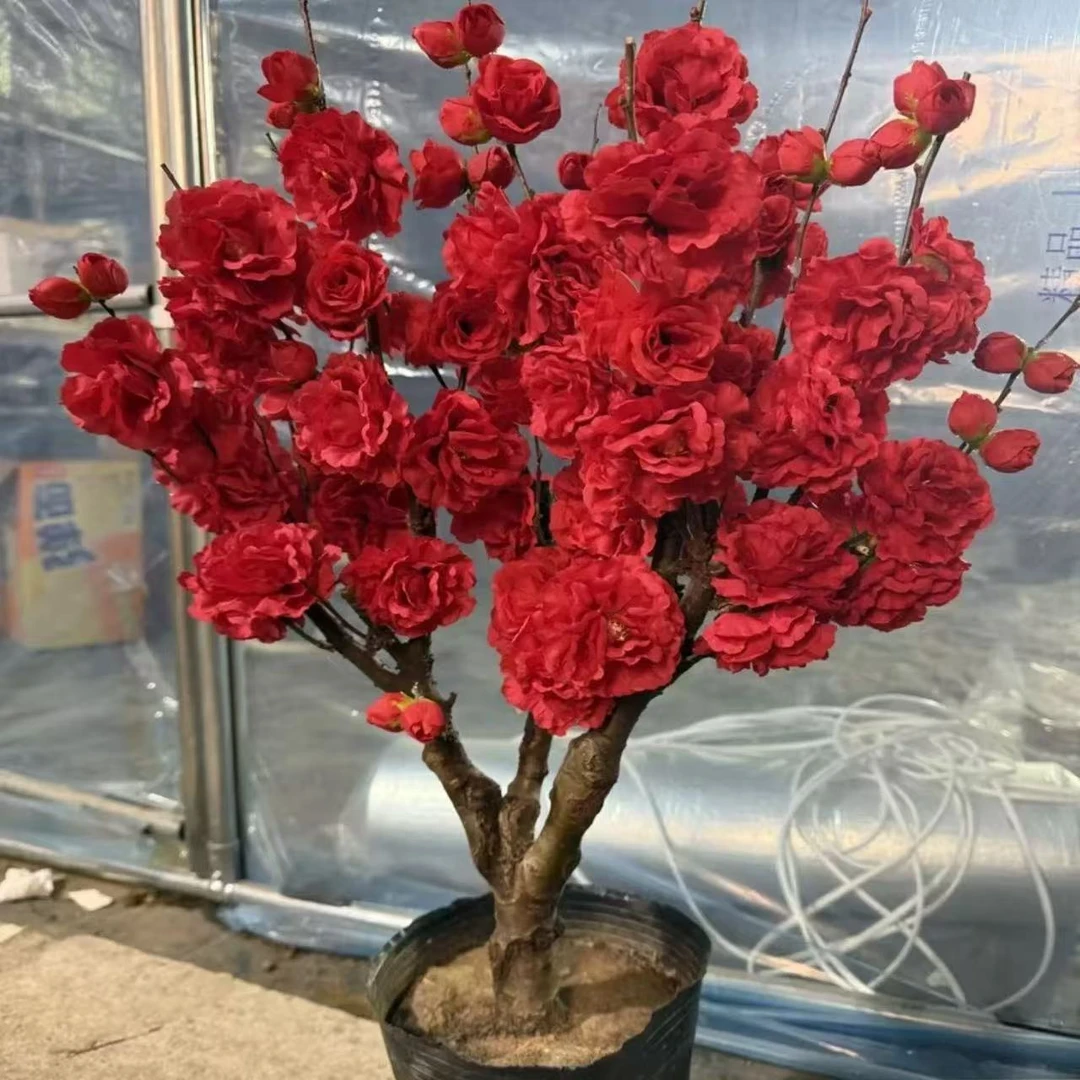 （牡丹海棠）海棠花盆栽树苗盆景重瓣老桩植物室内花卉开花好养