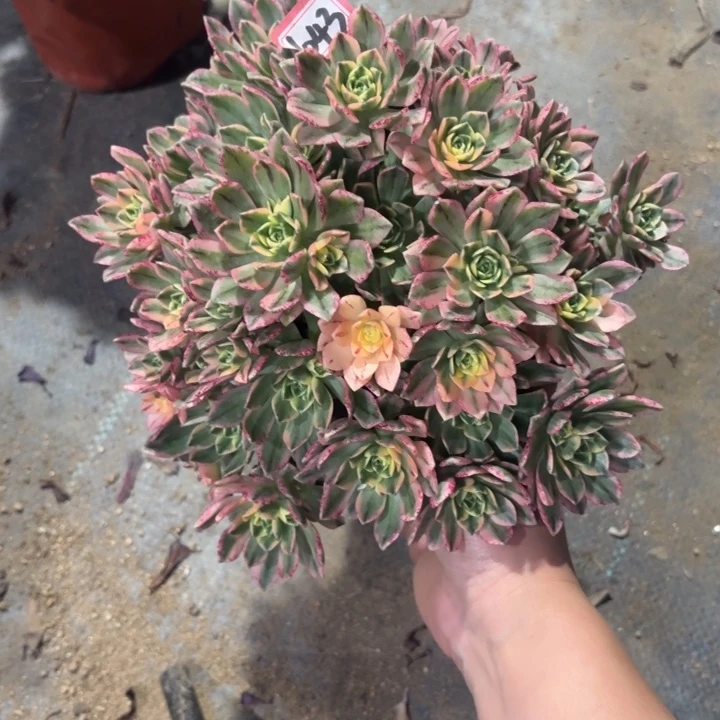 甜茶法师多肉1043