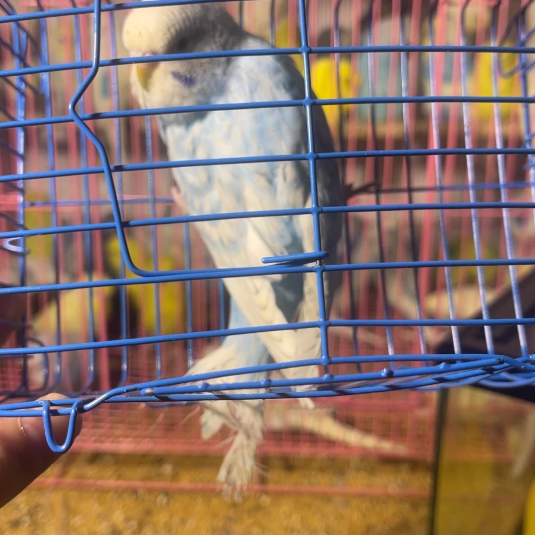 虎皮鹦鹉哈哈哈哈哈哈哈哈