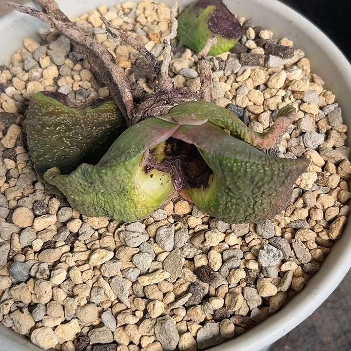 M****卓底座1111111111111