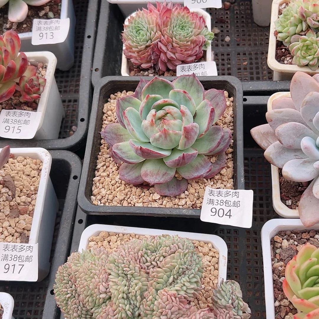 四***壹多肉一物一拍植物904