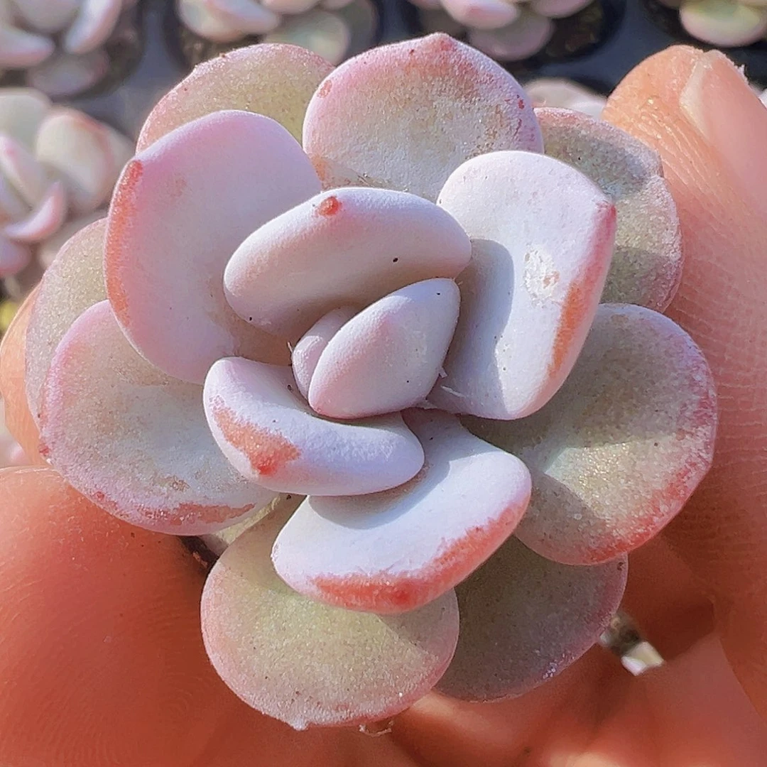 雪莲苗5颗19包邮多肉