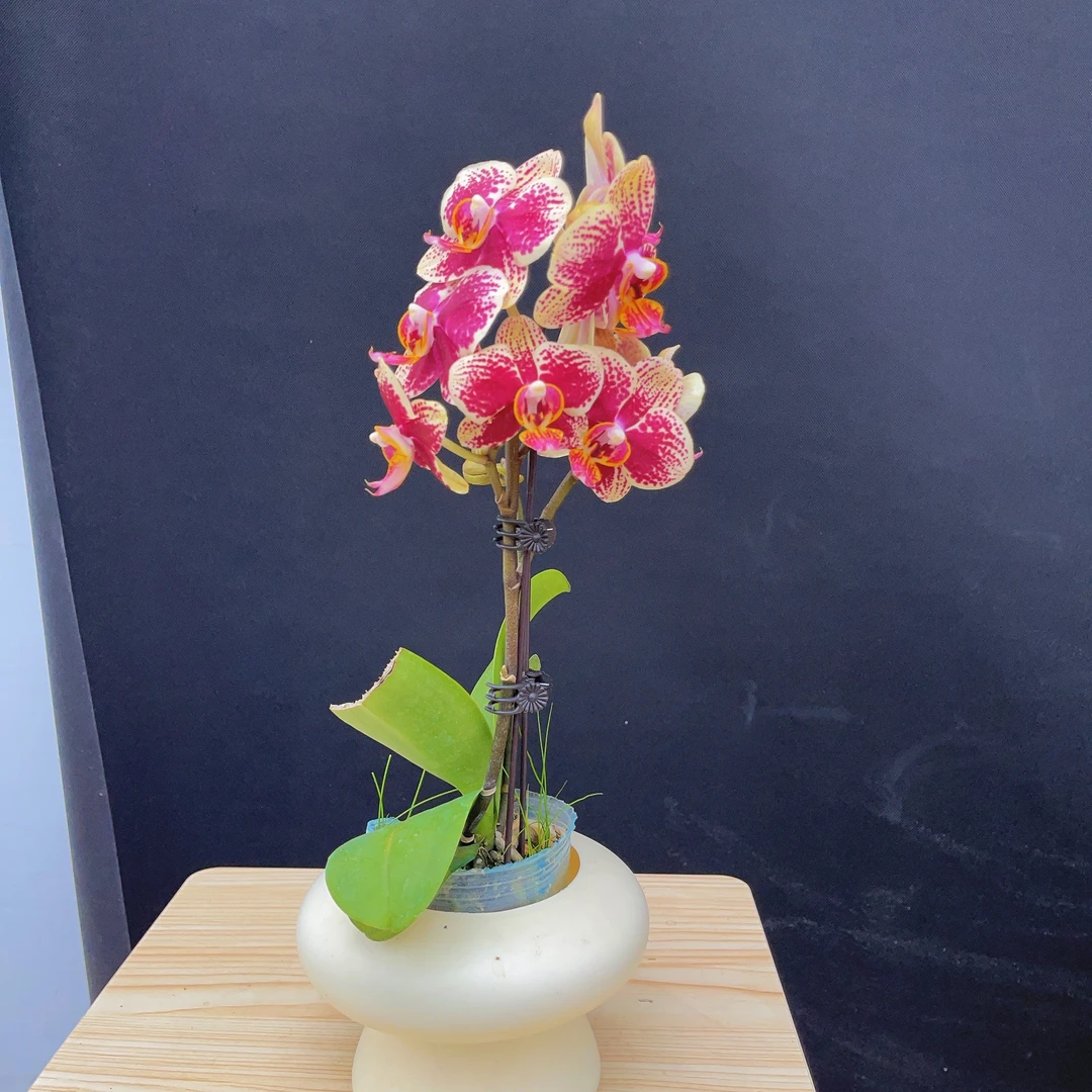 森境【魔都】蝴蝶兰 （叶子修剪过，介意勿拍）