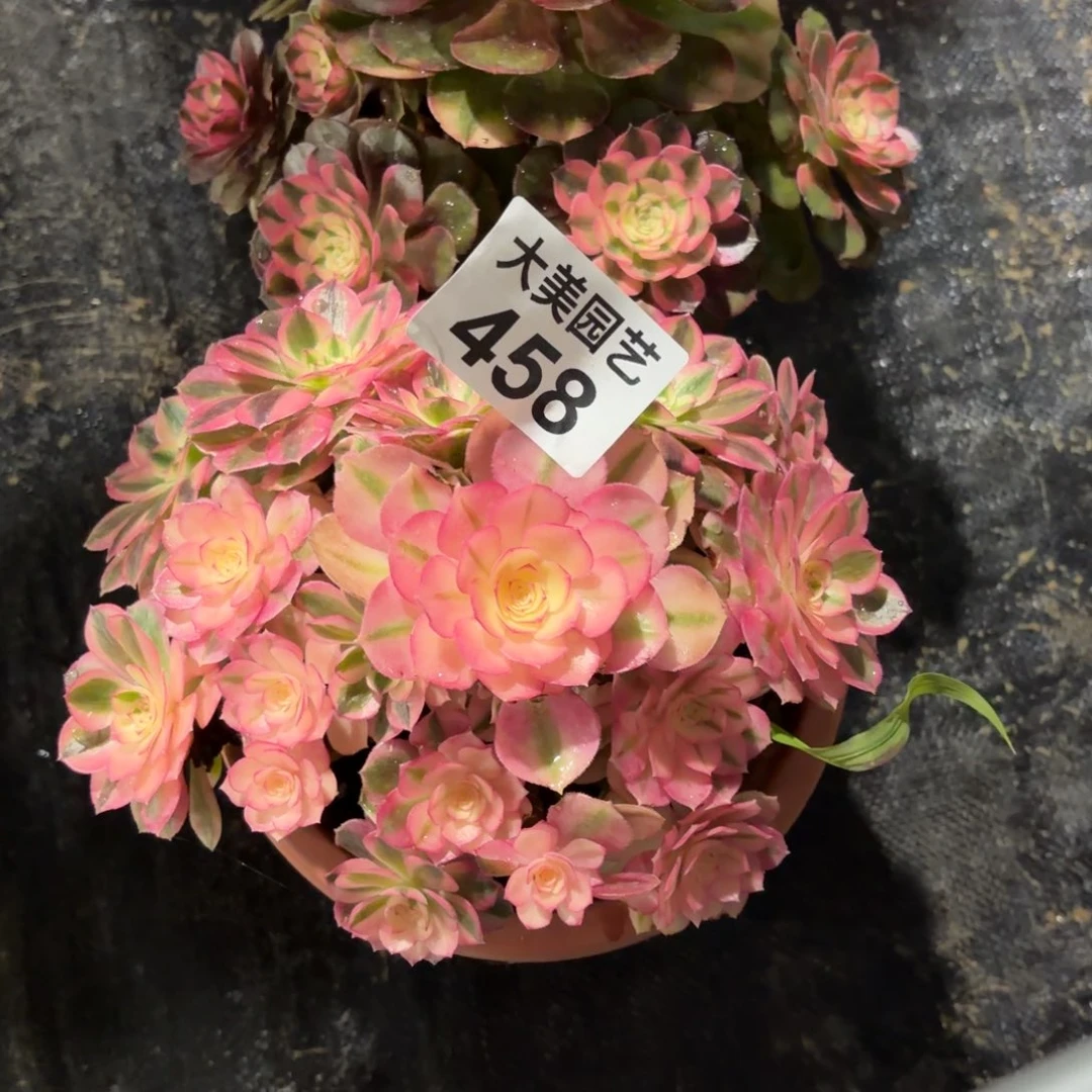 荔枝➕倾城两颗458肉肉肉肉