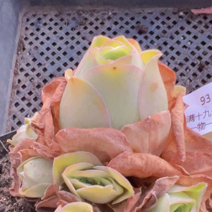 93 裸根不带土发货不包损