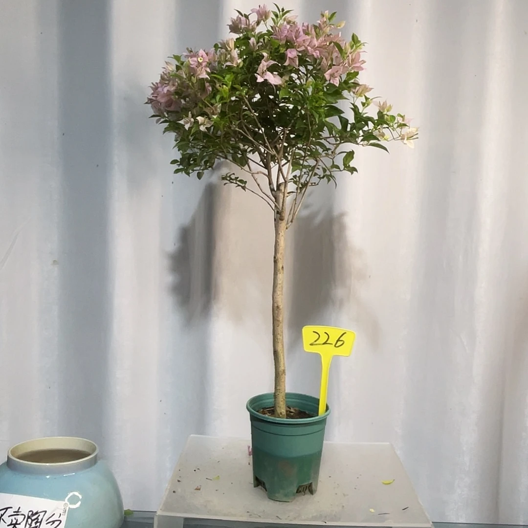 当前无花栽培后可以开花226小花小粉紫
